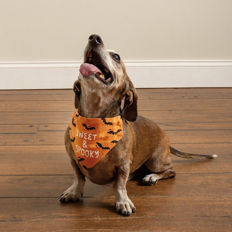 Halloween Reversible Collar Bandana "Sweet & Spooky" / "My Mummy Loves Me"