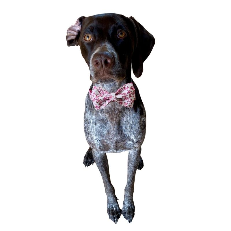 Cottage Rose Bow Tie Dog Collar & Leash Set