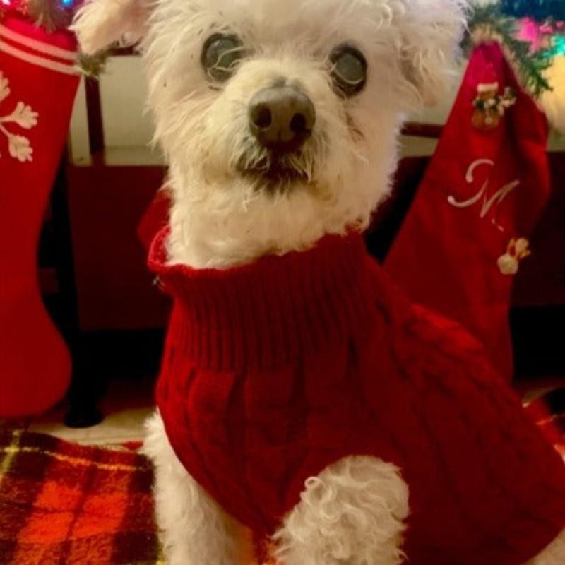 Cable Knit Turtleneck Dog Sweater