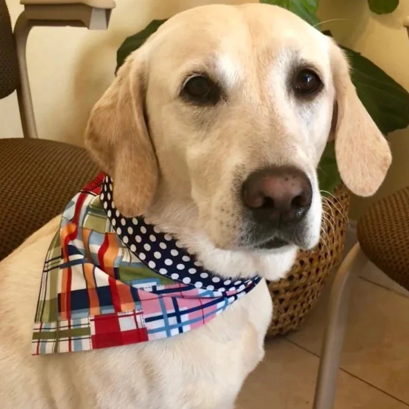 Madras Bandana Dog Collar