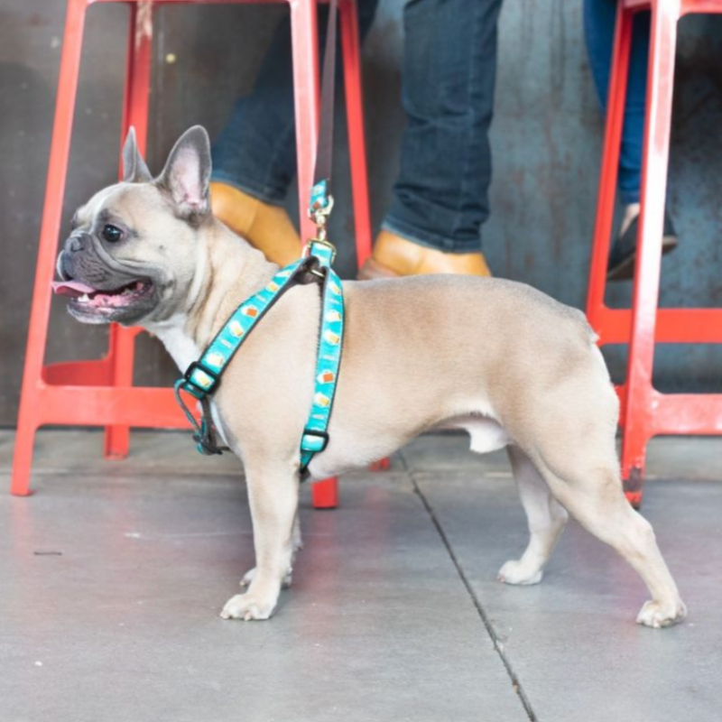 Up Country Beer Dog Harness & Leash Matching Set