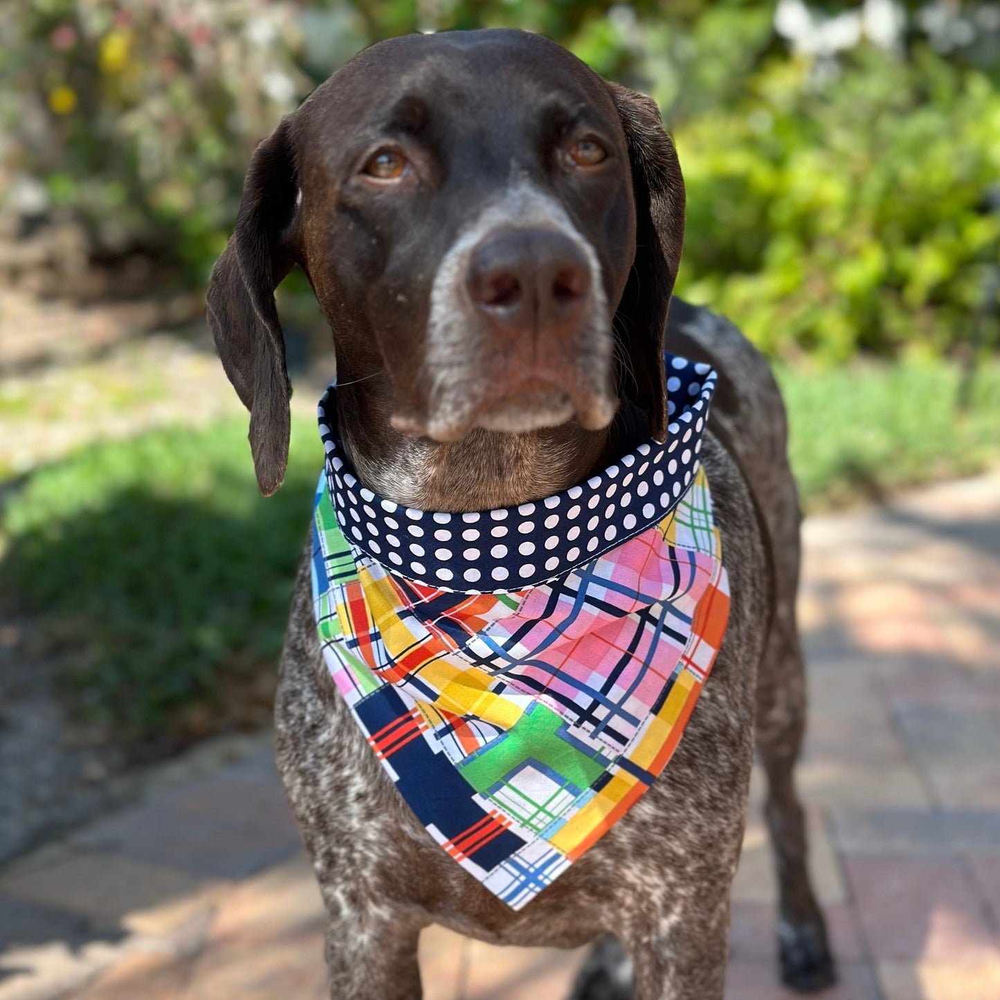 Madras Bandana Dog Collar